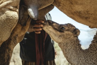 Camel calf suckling on its mother's udder on the camel farm of Sheikh Ahmed Ali Al-Mahri, camel