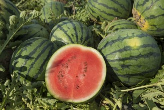 Melons, harvest, watermelon, near Bad Krozingen, Markgräflerland, Breisgau, Black Forest, Germany,