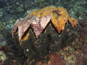 A giant grouper oyster (Hyotissa hyotis), clam, with orange-black surface on a coral reef, dive