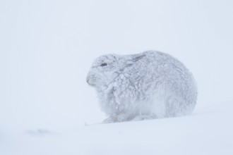 Mountain hare (Lepus timidus) adult animal in its winter coat on a snow covered mountain side,