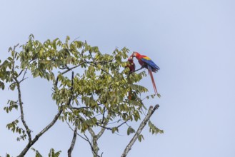 Scarlet Macaw (Ara macao), Parrots (Psittaciformes), Sierpe, Puentarenas, Costa Rica, Central