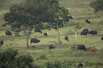 Gaur (Bos gaurus), Khiri Khan, Hua Hin, Kui Buri National Park, Thailand, Asia