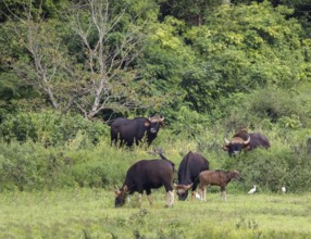 Gaur (Bos gaurus), Khiri Khan, Hua Hin, Kui Buri National Park, Thailand, Asia