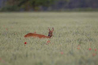 Roe deer (Capreolus capreolus) adult female doe in a farmland cereal crop in the summer, England,