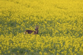 Roe deer (Capreolus capreolus) adult male buck in a farmland field with yellow flowers of an