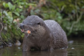 Eurasian otter (Lutra lutra) adult animal eating a fish in a river, England, United Kingdom, Europe