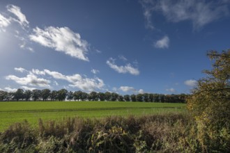 Linden avenue (Tilia platyphyllos), blue sky, Rehna, Mecklenburg-Vorpommern, Germany, Europe