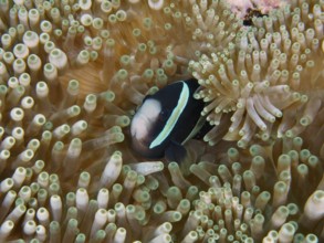 A clownfish with black body stripes, Clark's anemonefish (Amphiprion clarkii) melanistic, hiding