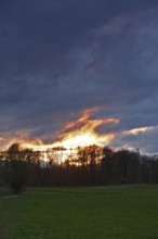 Sunset over the meadows with forest edge, Flusslandschaft Peenetal nature park Park,