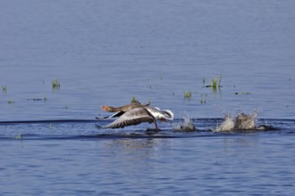 Greylag goose (Anser anser), territorial fight of gander, territorial behaviour, Flusslandschaft