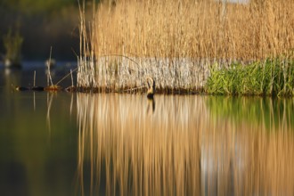 Alder quarry forest in the morning on the Peene with reflection of the trees in the water,