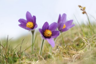 Group of purple Pasque flowers with yellow centre in a meadow in spring, Pasque flower (Pulsatilla