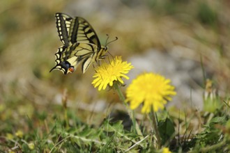 A butterfly sits on a yellow flower in a natural environment, Swallowtail (Papilio machaon),