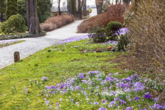 Crocuses (crocus) bloom between the graves at the Trinitatisfriedhof cemetery in Riesa, Saxony,