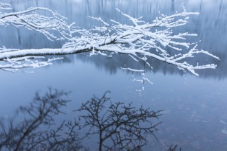 Freshly snow-covered branch reflected in the water of the Spitzgrundteich, Friedewald, Coswig,