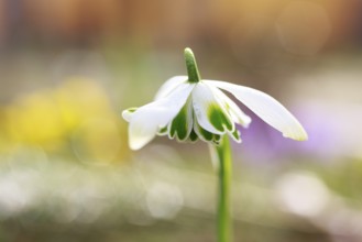 Snowdrop (Galanthus), double, in bloom