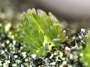 A green leaf sheep snail (Costasiella kuroshimae), called Shaun the Sheep. Marine snail with