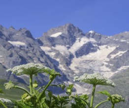 Botanical garden Jardin du Lautaret with glaciated mountains in the background, Villar-d'Arêne,