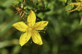 Common St John's wort (Hypericum perforatum), spotted St John's wort or common St John's wort