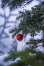 Red Christmas tree decorations on a snow-covered fir branch in blurred surroundings, Enzklösterle,