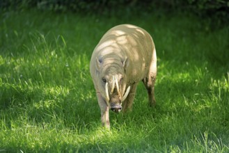 Deer boar (Babyrousa), adult, male, running, foraging, Sulawesi