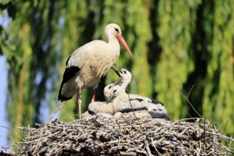 White stork (Ciconia ciconia), adult, juvenile, chick, nest, family, Heidelberg, Germany, Europe