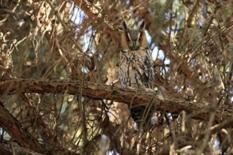 Long-eared owl (Asio otus), adult, on tree, alert, Ellerstadt, Rhineland-Palatinate, Germany,