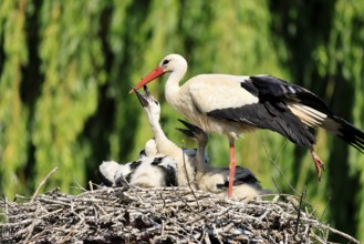 White stork (Ciconia ciconia), adult, juvenile, begging, chick, nest, family, Heidelberg, Germany,