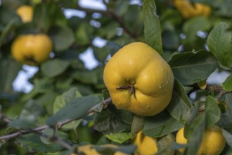 Ripe quinces (Cydonia oblonga) on the tree, Mecklenburg-Western Pomerania, Germany, Europe