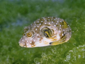 A juvenile white-spotted pufferfish (Arothron hispidus) floats in the water in front of green