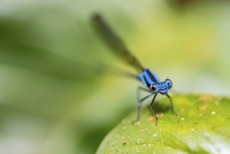 Blue dragonfly on a leaf, Corcovado National Park, Osa Peninsula, Puntarena Province, Costa Rica,