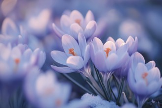 Close up of beautiful crocus spring flowers blooming between snow during late winter or early