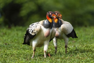 King vulture (Sarcoramphus papa), cock, vulture birds (Aegypiinae), Laguna del Lagarto Lodge,