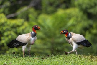 King vulture (Sarcoramphus papa), cock, vulture birds (Aegypiinae), Laguna del Lagarto Lodge,