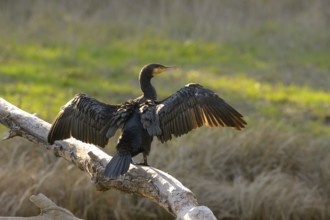 Cormorant (Phalacrocorax carbo), sitting, open wings, sun, Lower Austria