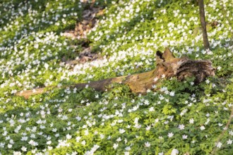 Wood anemone (Anemone nemorosa) in bloom, forest floor in spring, Saxony, Germany, Europe