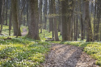 Path through the forest with flowering wood anemones (Anemone nemorosa) in spring, Petzschwitz,