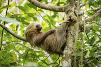 Hoffmann's two-fingered sloth (Choloepus hoffmanni) sleeping on a branch, Cahuita National Park,