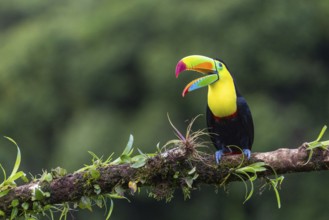 Fishing Toucan (Ramphastos sulfurantus), Toucans (Ramphastidae), Laguna del Lagarto Lodge,