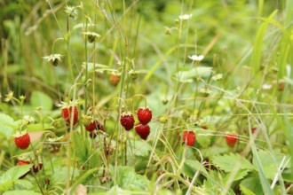 Wild strawberry (Fragaria vesca), plants with red fruits and flowers, Bavaria