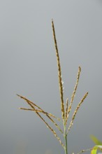 Close-up of an ear of grass against a blurred background, maize (Zea mays), Bavaria