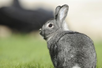 Grey hare photographed from the side on a green meadow, domestic rabbit (Oryctolagus cuniculus