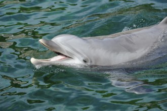 A dolphin swims in the water with its mouth open, Bottlenose dolphin (Tursiops truncatus), captive