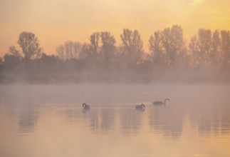 Mute swans (Cygnus olor) swimming on a pond at sunrise, warm morning light, trees, fog, Thuringia,