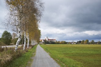 Bog birch (Betula pubescens), on the circular path of the Federsee lake nature reserve, UNESCO