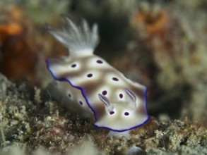 White nudibranch with purple spots, magnificent star snail (Hypselodoris tryoni), on a coral reef,