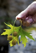 Man's hand holding plane tree fruit, highlands of Arcadia, Peloponnese, Greece, Europe