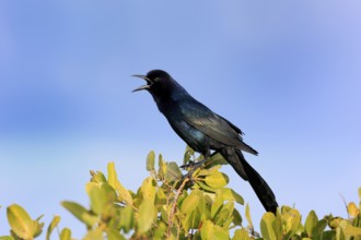 Boat-tailed grackle (Quiscalus major), adult, male, calling, singing, Waiting, Merritt Island,