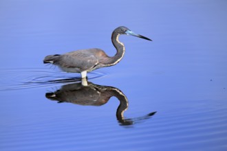 Tricoloured Heron (Egretta tricolor), adult, in the water, foraging, Merritt Island, Black Point