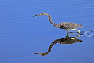 Tricoloured Heron (Egretta tricolor), adult, in the water, foraging, Merritt Island, Black Point